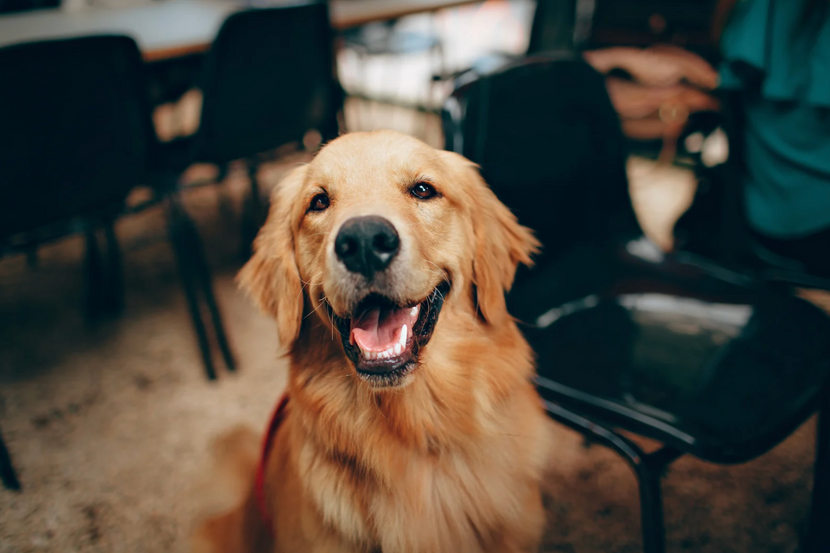 Glücklicher Hund