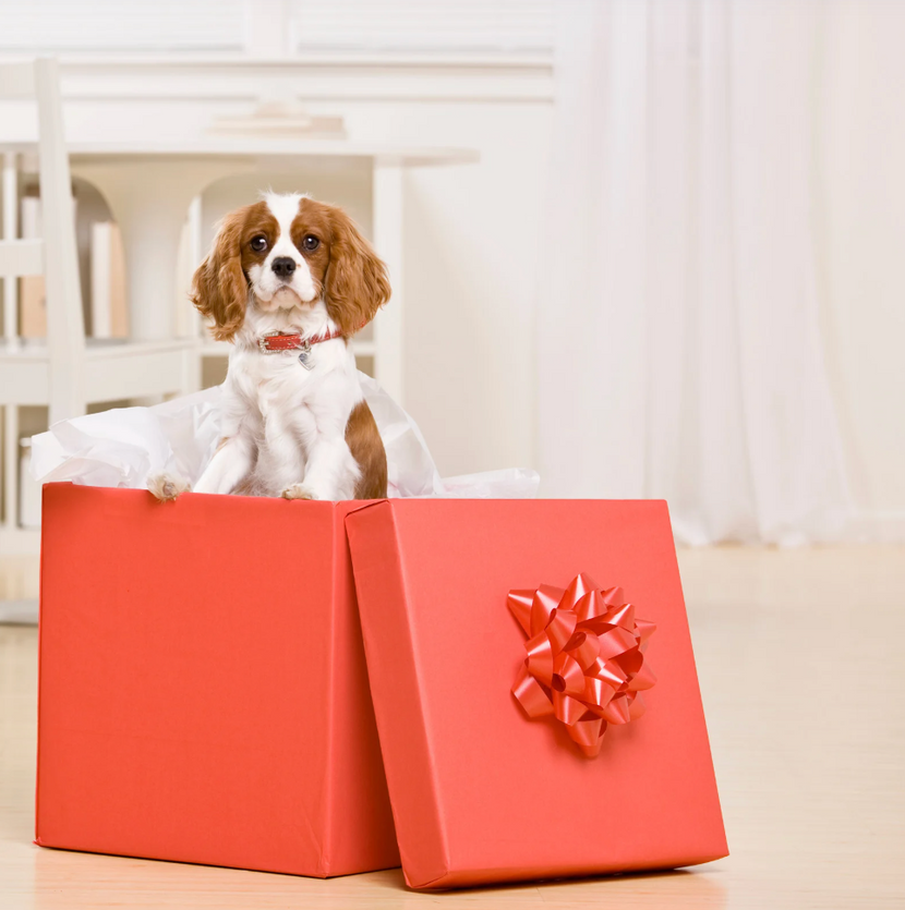 Hund sitzt in Geschenk
