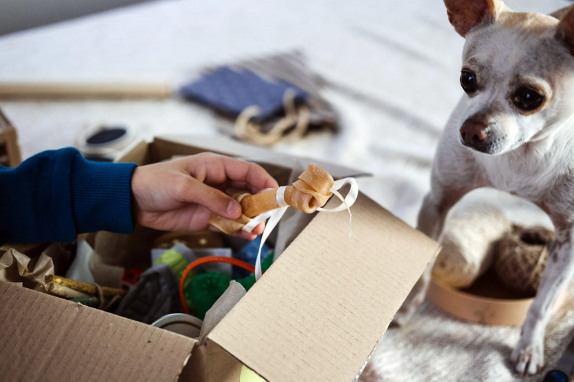 Hund-mit-Geschenken