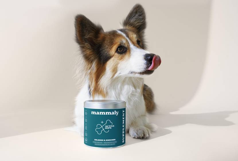 Hund mit Active Hips