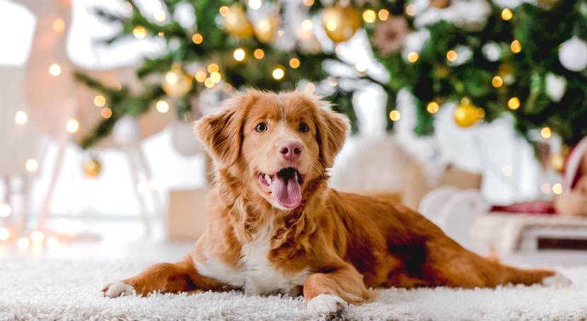 Hund unter dem Weihnachtsbaum