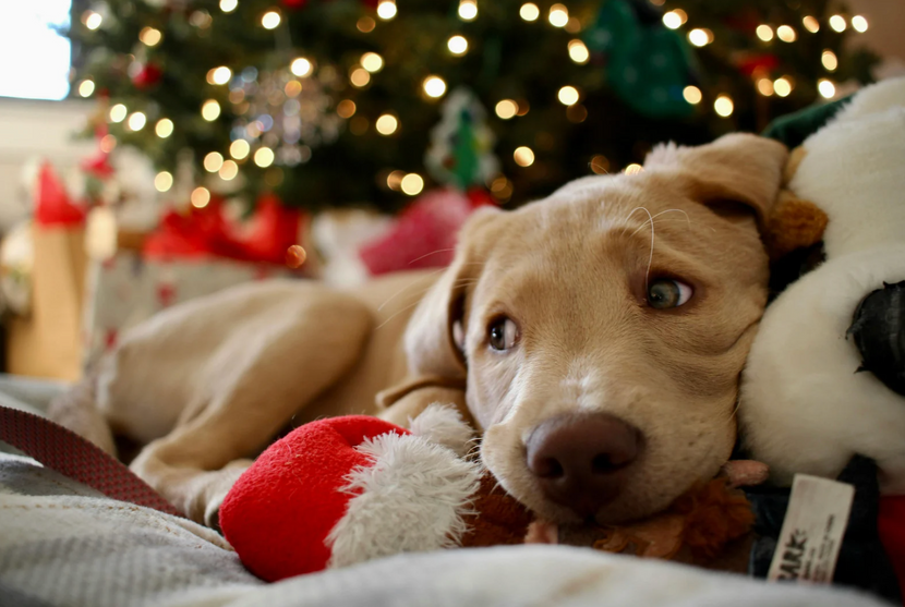 Hund mit Spielzeug unter dem Weihnachtsbaum