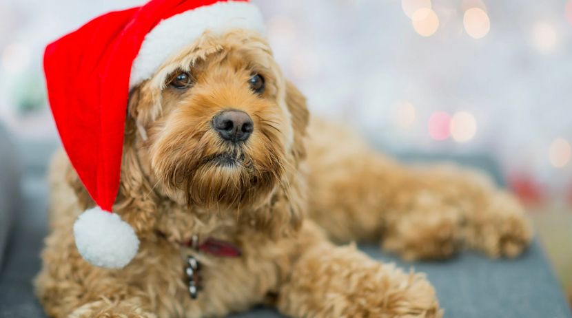 Hund mit Weihnachtsmütze