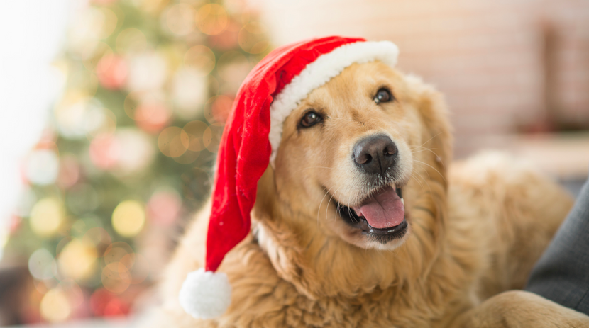 Glücklicher Hund mit Weihnachtsmütze