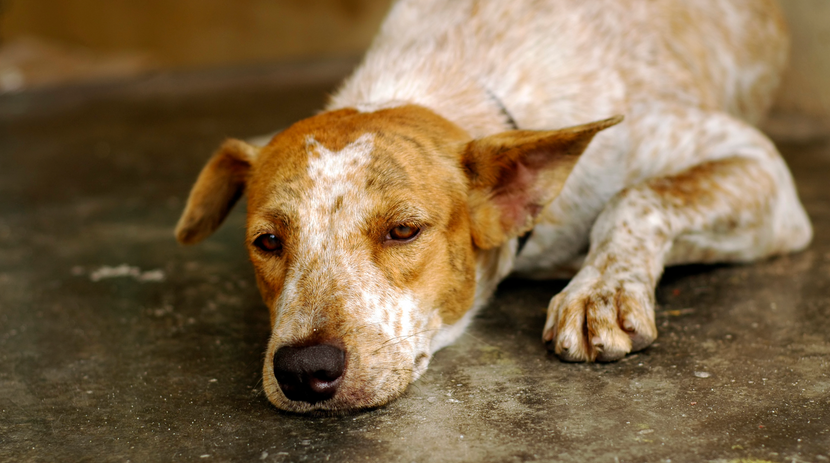 Niedergeschlagener Hund