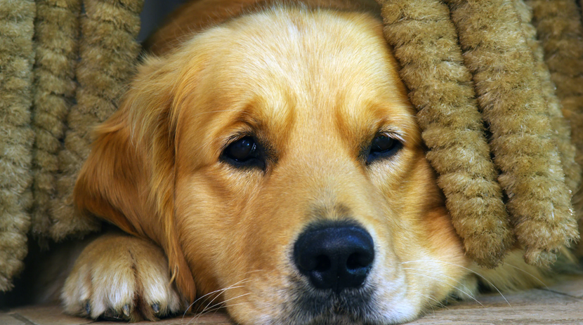 Trauriger Hund schaut aus einer Decke hervor
