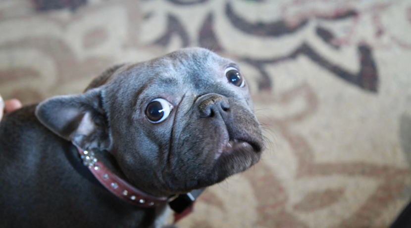 Ängstlicher Hund
