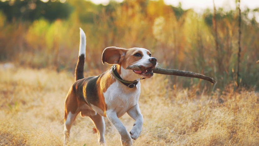 Natürliche Stimmungsaufheller für Hunde – sanfte Unterstützung im Alltag