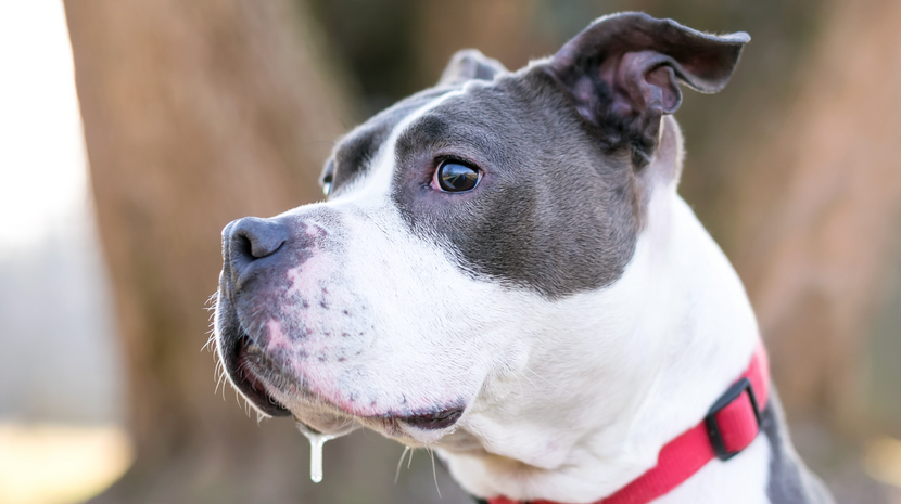Hund starker Speichelfluss