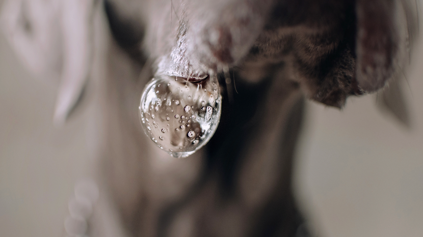 Welche Hunde sabbern mehr – und welche kaum?