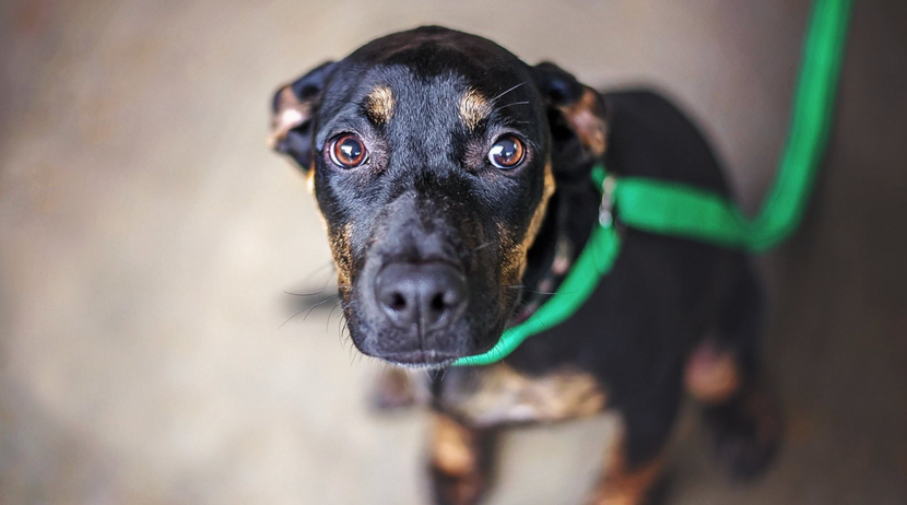 Was ist das Werwolf-Syndrom beim Hund?