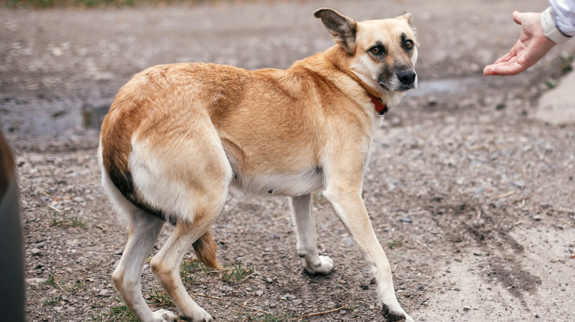 Woran erkennst du das Werwolf-Syndrom?