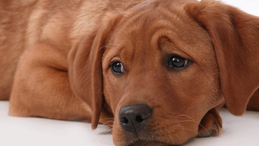 Ist das Werwolf-Syndrom heilbar?