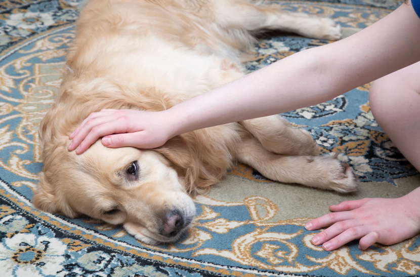 Borreliose beim Hund –  Symptome und Anzeichen erkennen