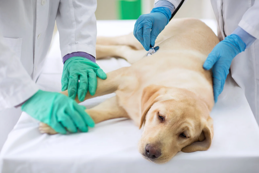 Wie erkennt der Tierarzt Borreliose beim Hund?