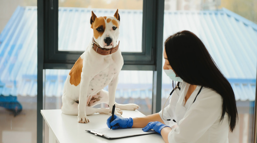 Behandlung und Therapie der Borreliose beim Hund