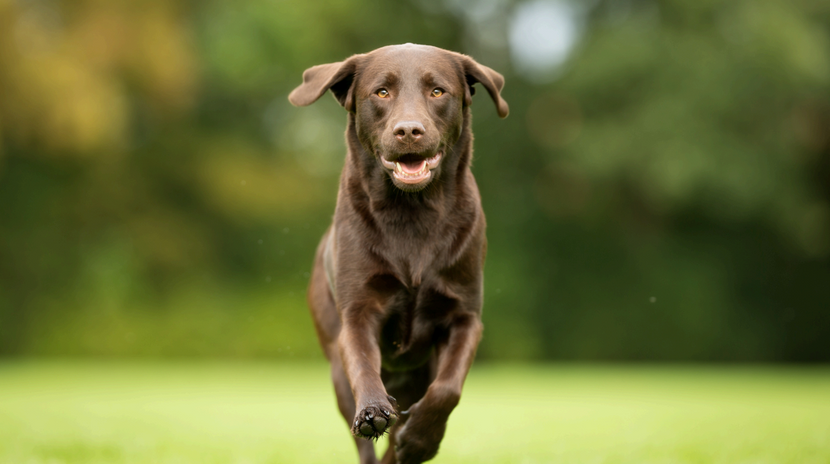 Lebenserwartung –  Wie lange leben Hunde mit Borreliose?