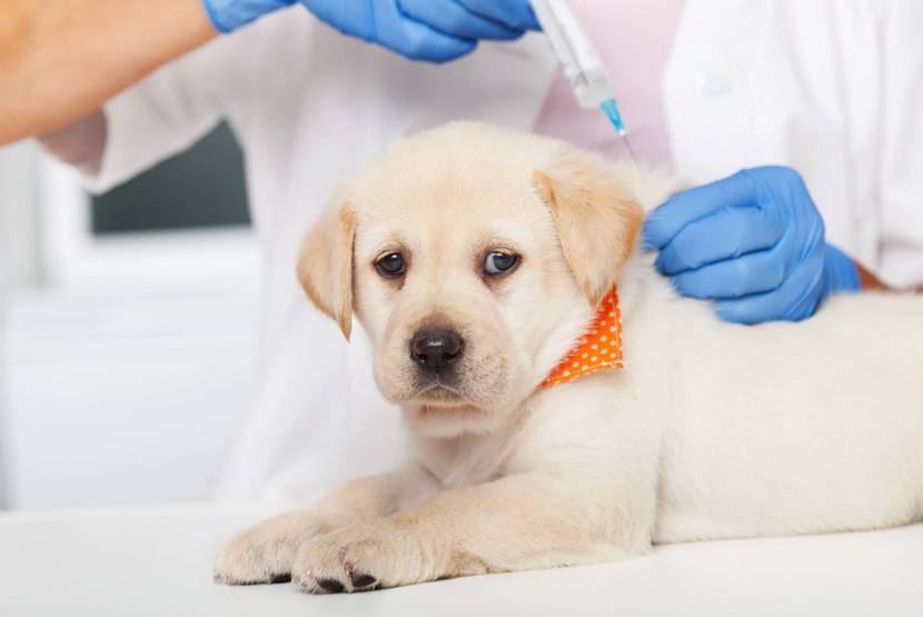 Borreliose-Impfung beim Hund – sinnvoll oder nicht?