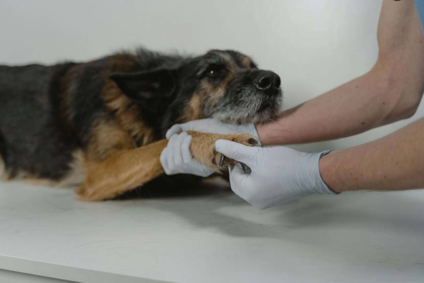 Alarmzeichen, wann es dringend zum Tierarzt muss