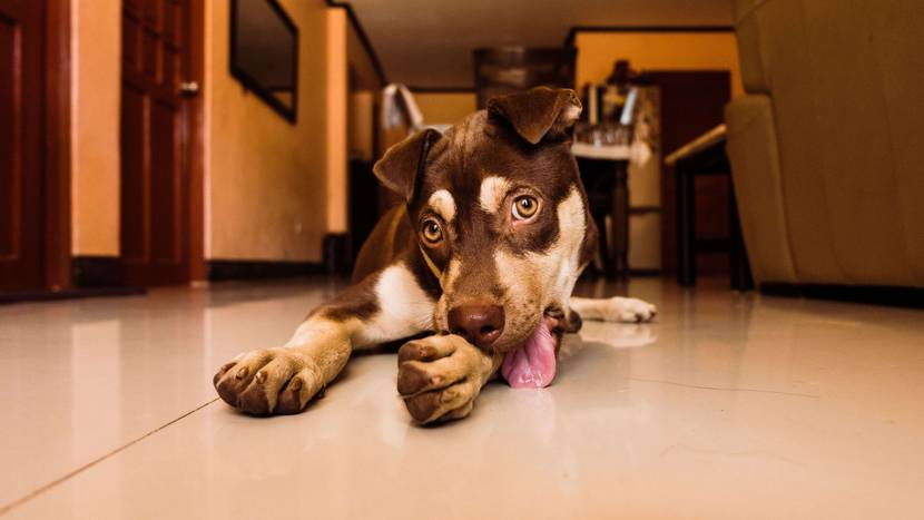 Lecken gehört zum Hund, aber wann wird es zu viel?