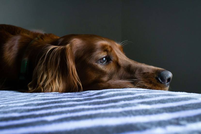 Woran erkenne ich, dass mein Hund Schmerzen hat?