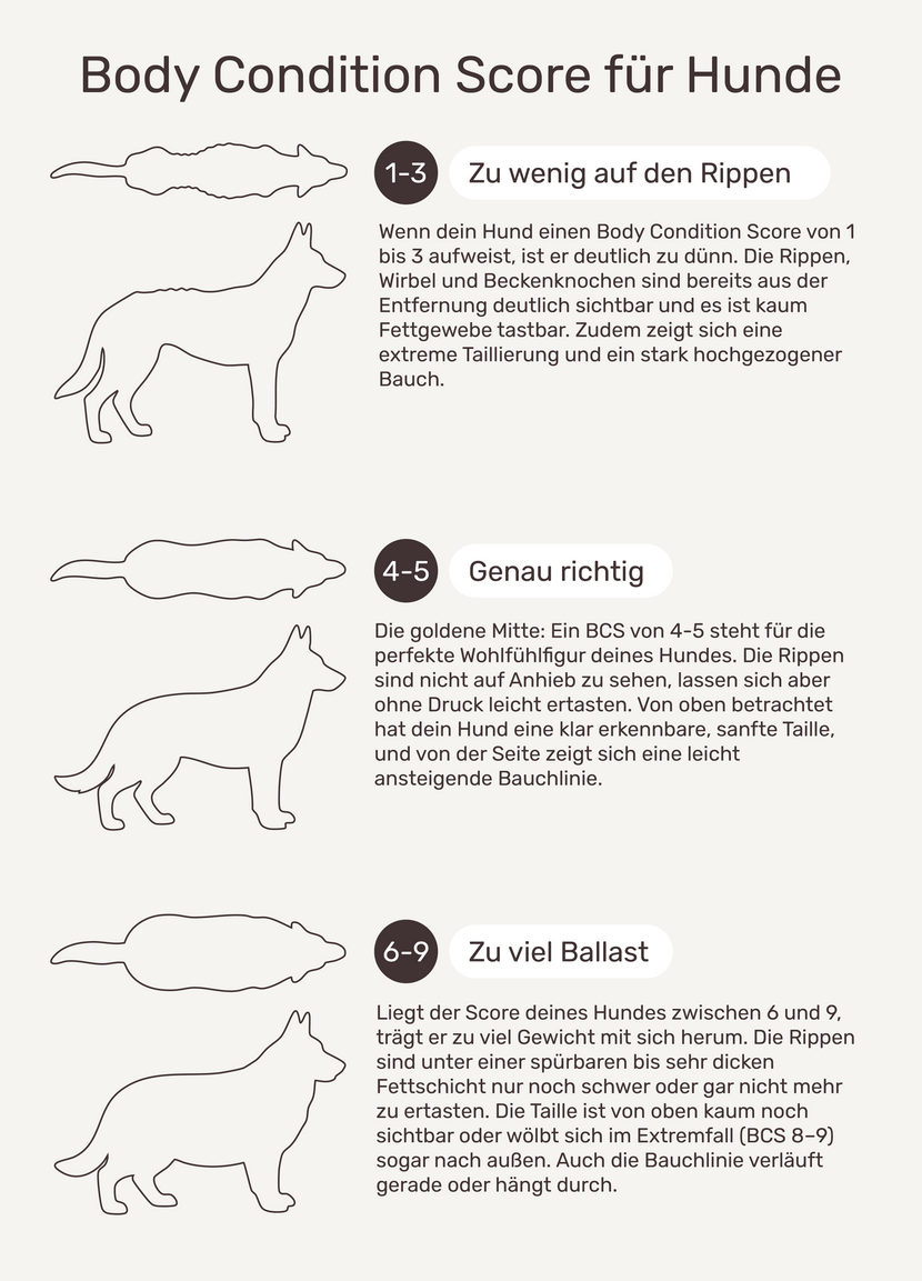 Wie erkennst du, dass dein Hund zu dünn ist?
