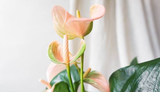 Peach Flamingo Flower House Plants By Leaf Envy