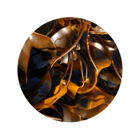 KELP SEAWEED