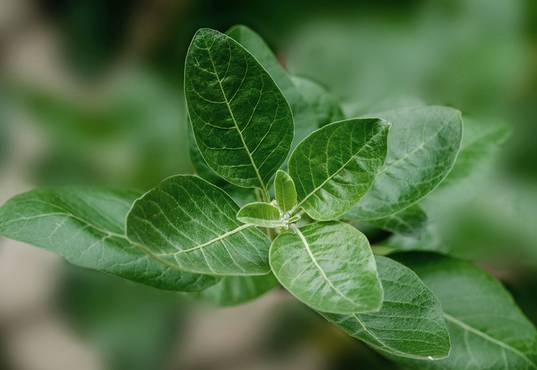 Ashwagandha Capsules