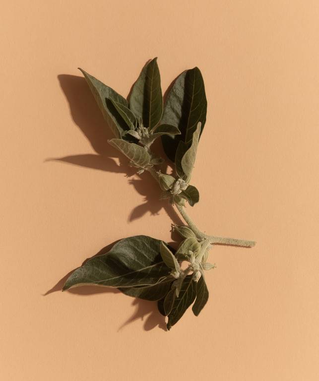Ashwagandha Capsules