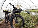 Farmer working with their RadRover 6 Plus Electric Fat Tire Bike