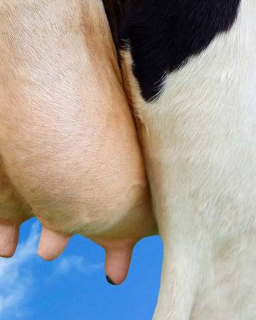 close up photo of a cow's utters with a blue sky background