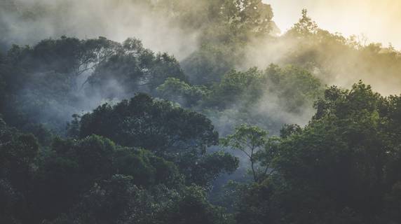 South East Asia Smokey Forest