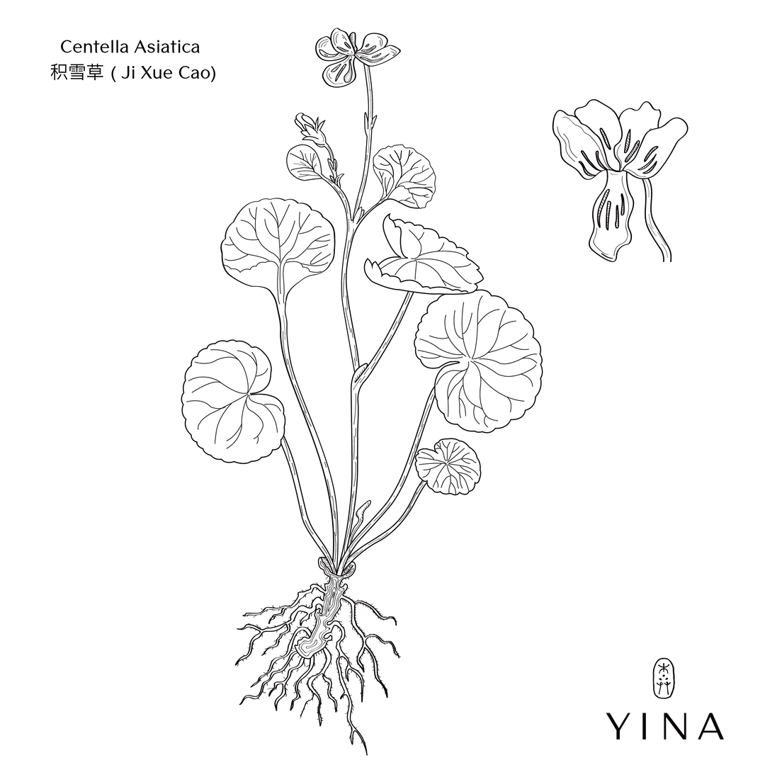 Centalla botanical herb