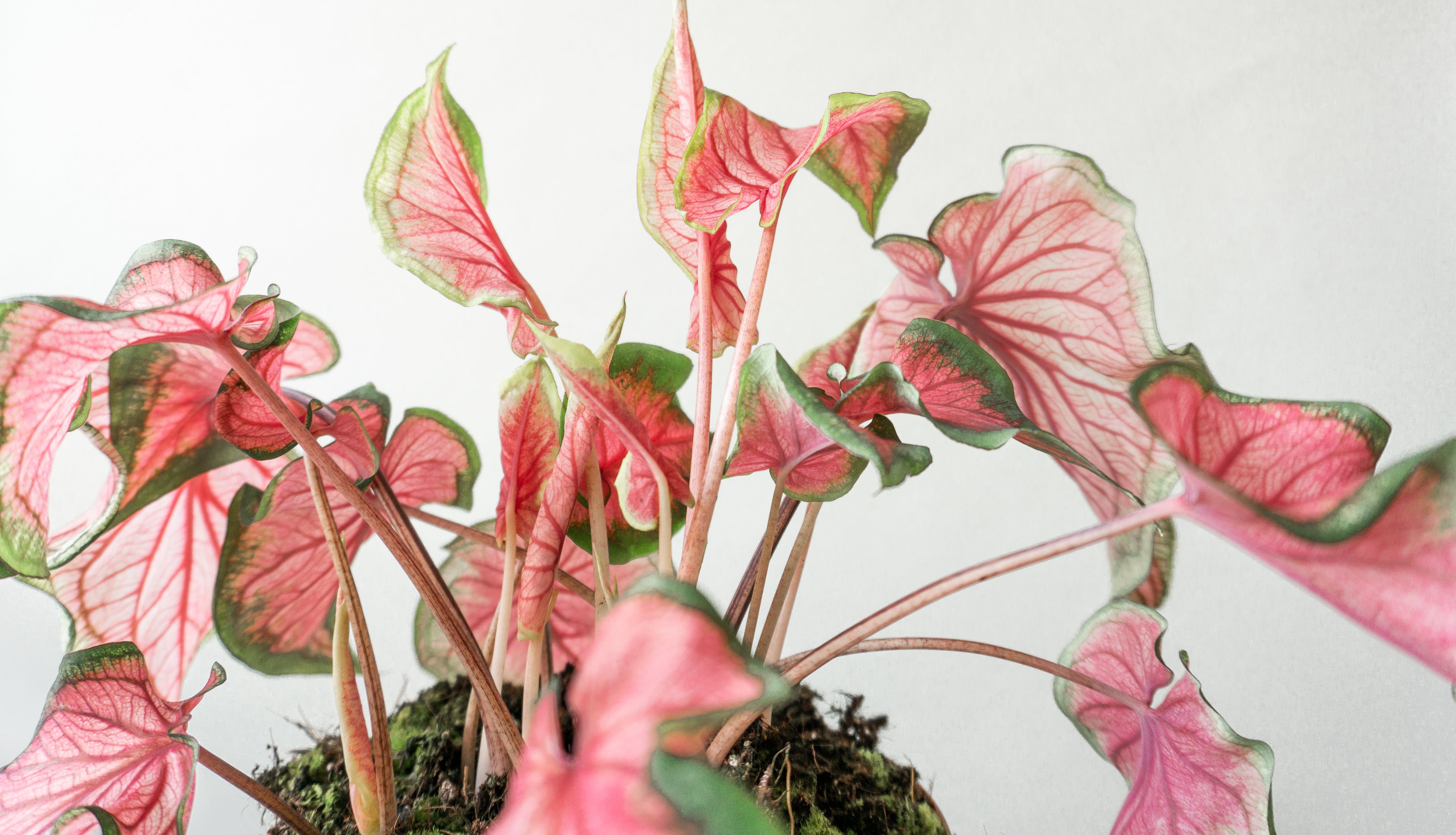 Caladium Pink Green Highly Unusual House Plant in 13cm Pot