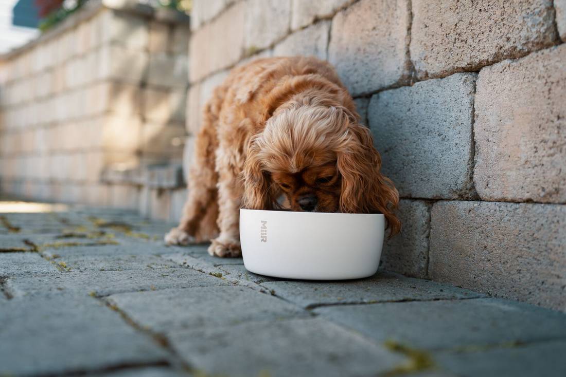MiiR, Dog Bowl, Stainless Steel, for Food or Water