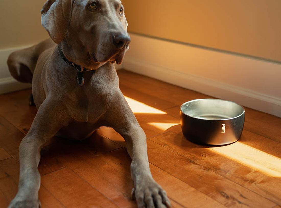 What's the Slime in My Dog's Water Bowl, How to Clean It