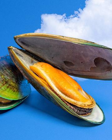  a green-lipped mussel with a blue sky background