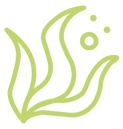 Kelp