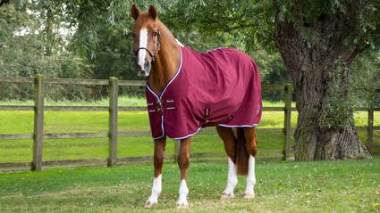 Horse Burgundy Stable Sheet