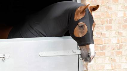 lycra horse hood black - horse accessories