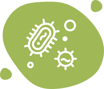 Lactobacillus Acidophilus
