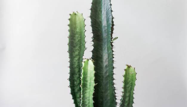 Desert Candle Cactus House Plants By Leaf Envy