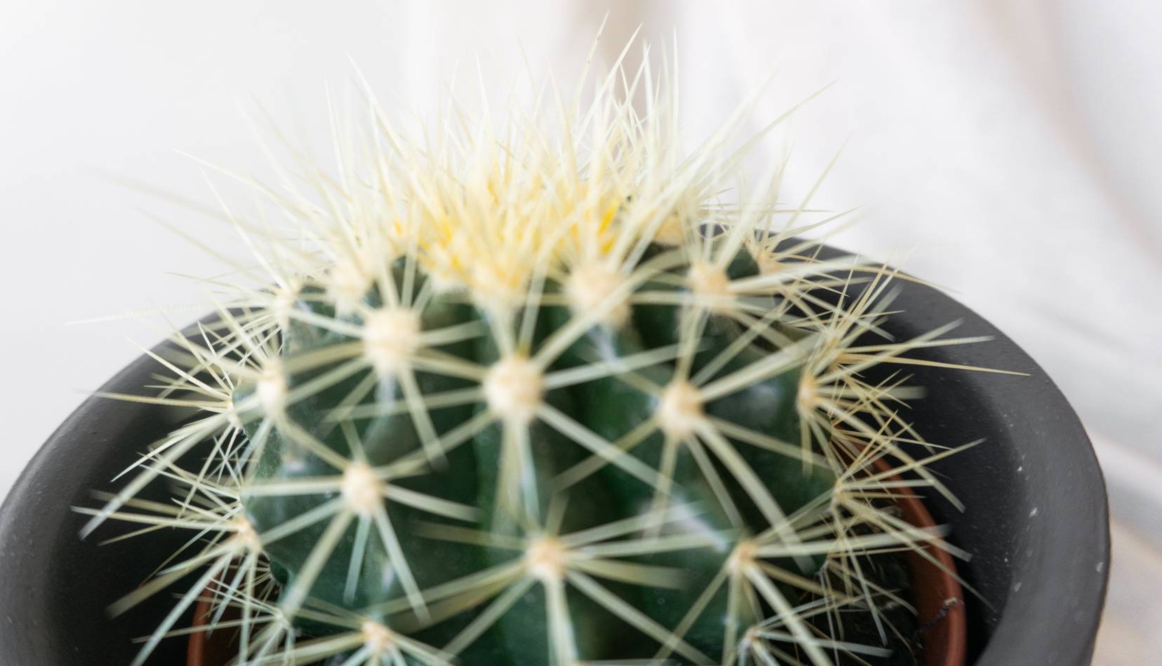 Golden Barrel Cactus House Plants By Leaf Envy