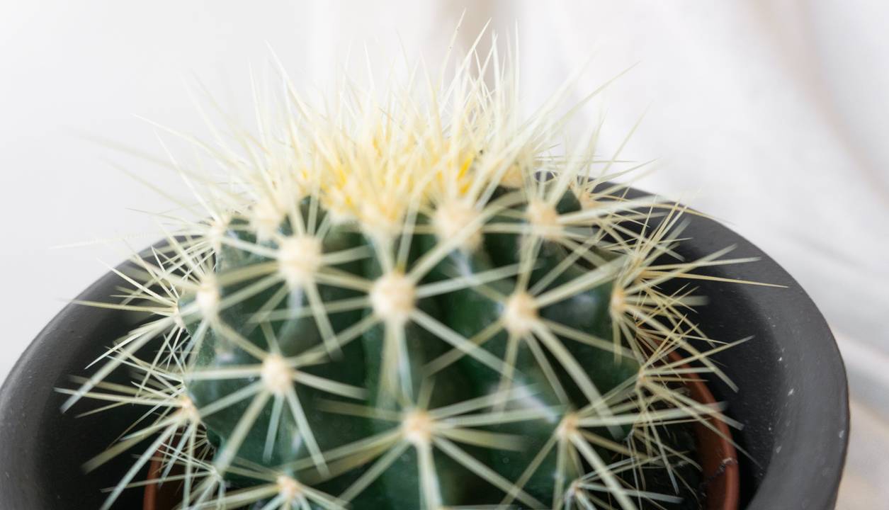 Golden Barrel Cactus House Plants By Leaf Envy