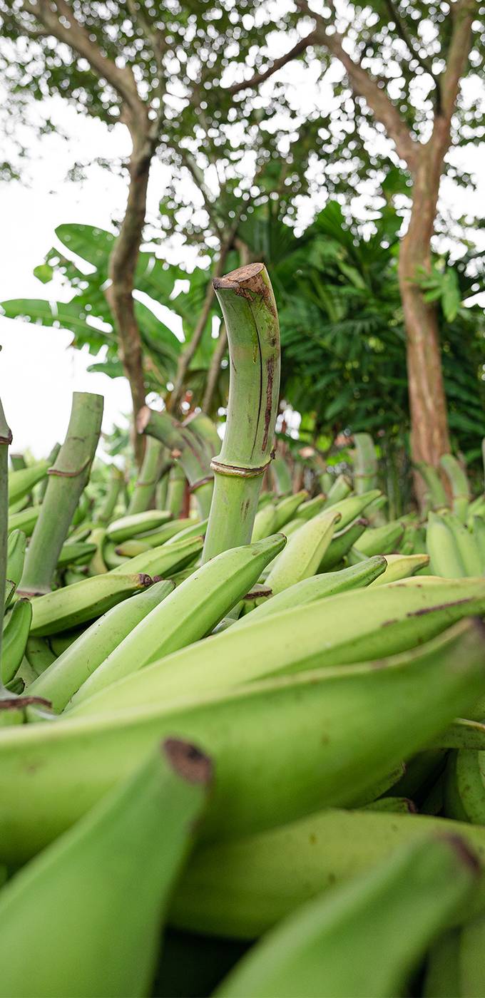 plantain-strips-artisan-tropic