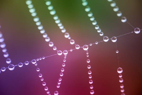 Rain droplets clinging to a spider web against a purple and green background
