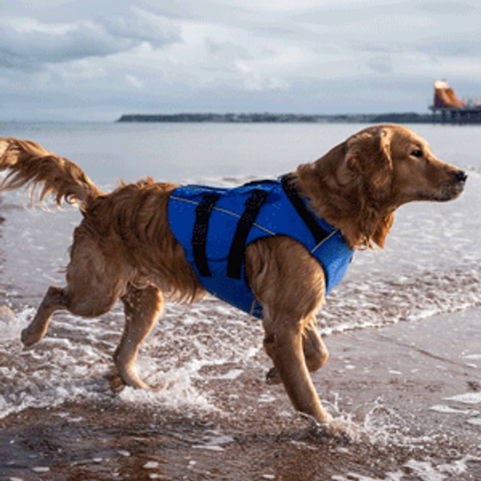 Dog buoyancy shop aid