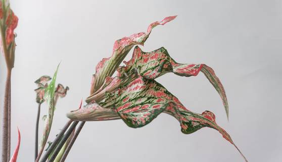 Caladium Thai Beauty Houseplants By Leaf Envy