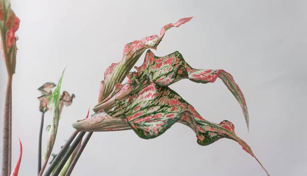 Caladium Thai Beauty Houseplants By Leaf Envy